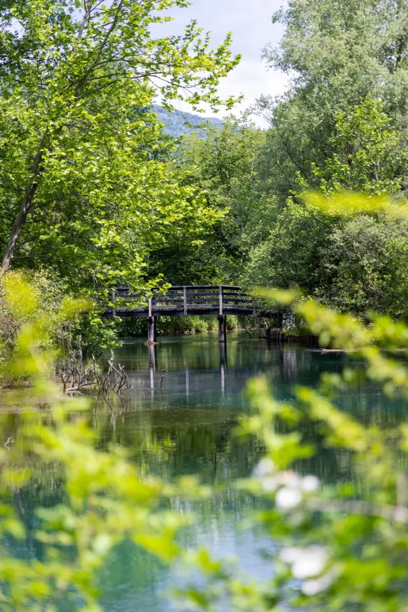 ponte tra gli alberi